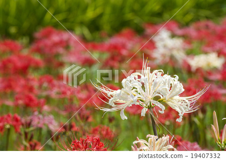 白色與紅色後花花 19407332