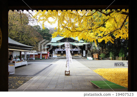 Autumn leaves of Omiya Hachimangu Shrine Autumn leaves of Omiya Hachimangu Shrine 19407523