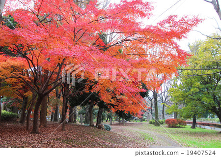 Autumn leaves of Wada Hori Park Autumn leaves of Wada Hori Park 19407524