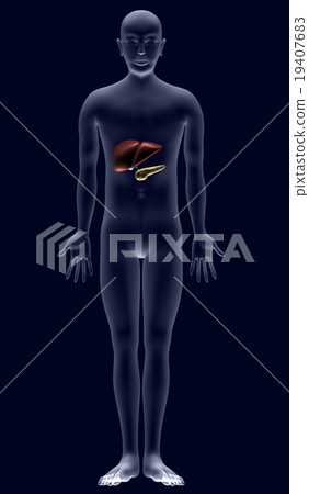 Human anatomical chart ver 2 (liver / pancreas) Human anatomical chart ver 2 (liver / pancreas) 19407683