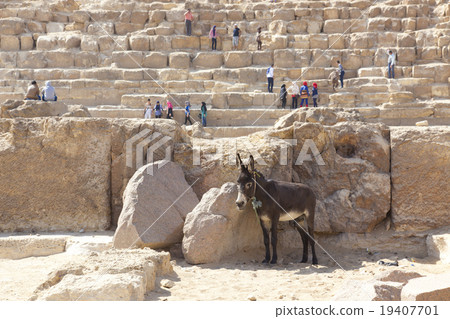 Giza pyramids and asses 19407701