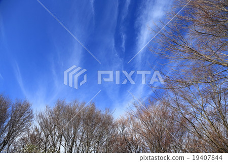 冬天山毛櫸森林和天空3 19407844