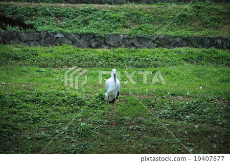 Stork (front) 19407877