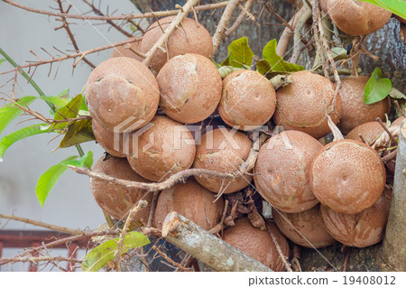 bunch of Couroupita guianensis 19408012