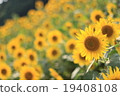 向日葵田 19408108