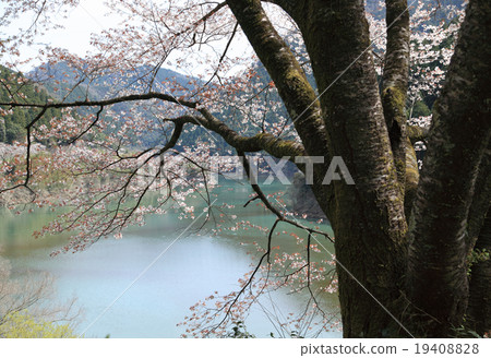 櫻桃樹 櫻桃樹 19408828