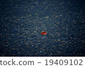 The last leaves 19409102