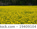 Yellow flower garden 19409104
