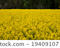 Yellow carpet 19409107