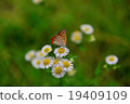 Stray lost butterfly 19409109