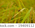 Rest in the red dragonfly 19409112