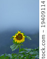 Enduring the weather and rain 19409114