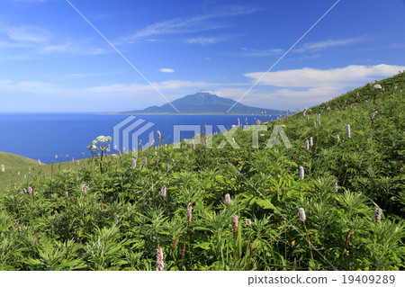 花園和利尻富士 19409289