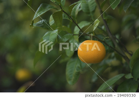 Stock Photo: mandarin orange, citrus fruits, fruits