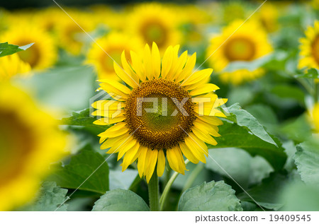 向日葵 花朵 花 19409545