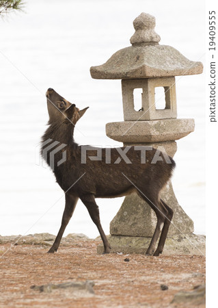 宮島鹿和石燈籠 19409555