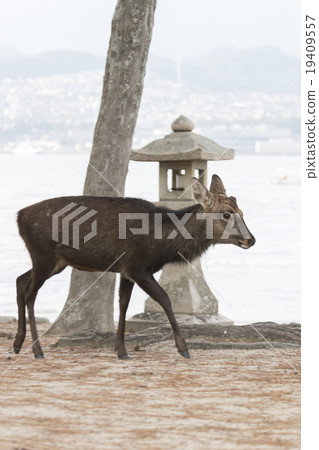 宮島鹿和石燈籠 19409557