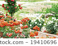 Brilliant roses 19410696
