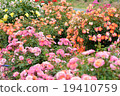Hakka flower rumored rose garden 19410759