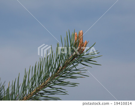 Pine brunch over sky 19410814