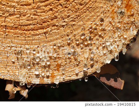 Rosin drops on tree trunk 19410815
