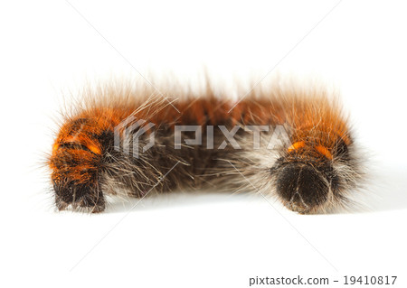 Bushy rolled up caterpillar Bushy rolled up caterpillar 19410817