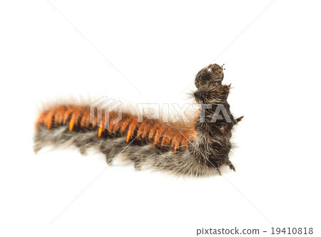Hairy caterpillar Hairy caterpillar 19410818
