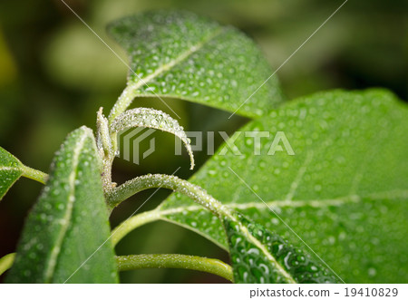 Raindrops on plant Raindrops on plant 19410829