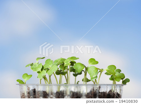 Cabbage seedlings Cabbage seedlings 19410830