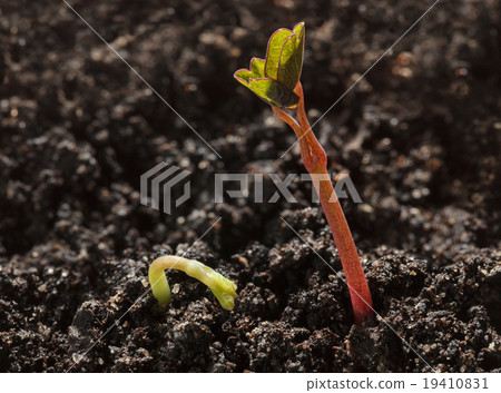 Germ and sprout 19410831