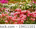 Rose flower rush early summer rose garden 19411101