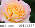 Soft petals rose 19411227