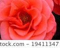 Rose of passion 19411347