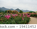 Rose gate rose garden 19411452