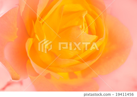 玫瑰 玫瑰 19411456