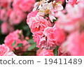Beautiful pink rose 19411489