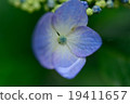 Wet hydrangea 19411657