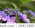 Musk hydrangea macro 19411866