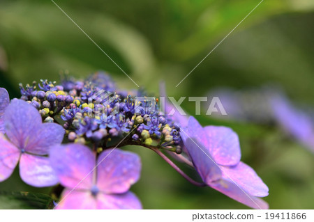 Musk hydrangea macro 19411866