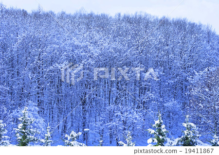 Snow scenery on the forest as well 19411867