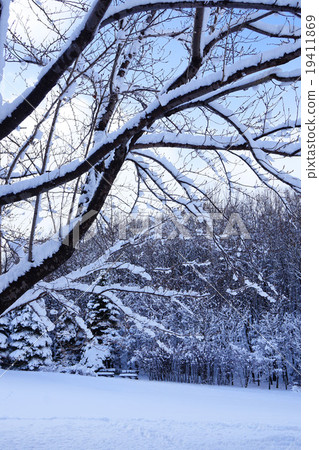Crowned snowy Yoshino cherry tree 19411869