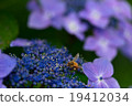 Worker's honey 19412034