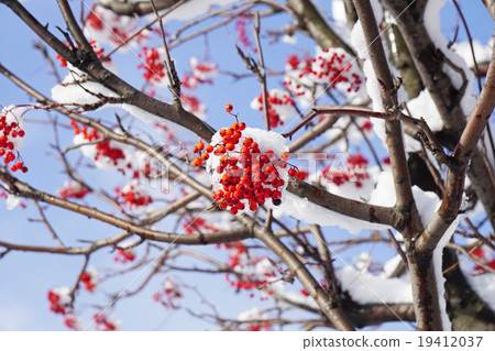 Nanakamado戴著雪帽 Nanakamado戴著雪帽 19412037