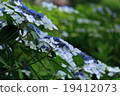 A group of hydrangeas 19412073
