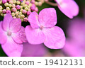 Color changed by PH hydrangea 19412131