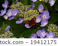 Feather resting butterfly 19412175