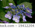 Musk hydrangea macro 19412204