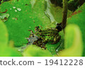 Mimicry 19412228