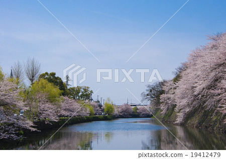 在彥根城堡外護城河的櫻花 19412479