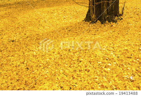 Gingko's fallen leaves 19413488